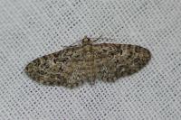 Eupithecia dodoneata