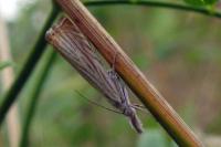 Chrysoteuchia culmella