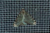 Alsophila aescularia