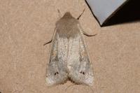 Anorthoa munda