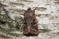 Orthosia gothica