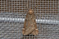 Alsophila aescularia
