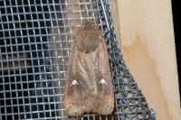 Eupsilia transversa