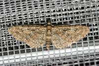 Eupithecia
