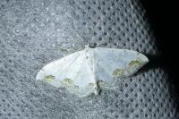 Scopula ornata