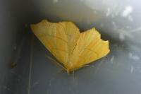 Ennomos quercinaria