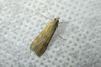 Nomophila noctuella