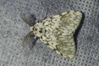 Lymantria monacha