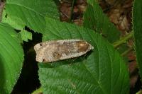 Noctua pronuba