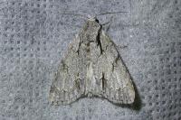 Acronicta psi/tridens