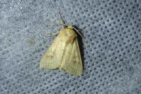 Mythimna conigera