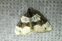 Cosmorhoe ocellata
