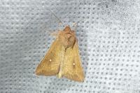 Mythimna albipuncta