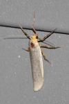 Eilema caniola