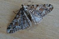 Agriopis leucophaearia