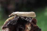 Agriphila straminella