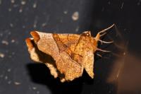 Selenia lunularia