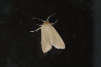 Mythimna pallens