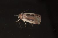 Ochropleura plecta