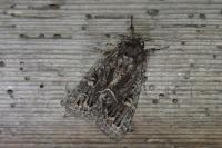 Thalpophila matura