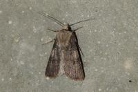 Agrotis puta