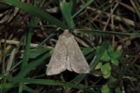 Mythimna ferrago