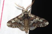 Biston strataria