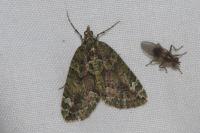 Chloroclysta siterata