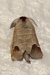 Clostera curtula