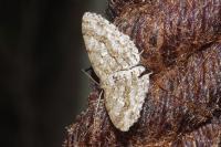 Ectropis crepuscularia