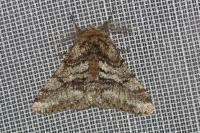 Lycia hirtaria