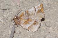 Selenia dentaria
