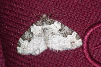 Xanthorhoe fluctuata
