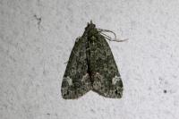 Chloroclysta siterata
