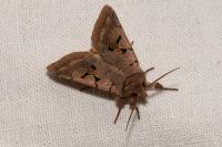 Orthosia gothica