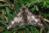 Biston strataria