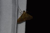 Endotricha flammealis