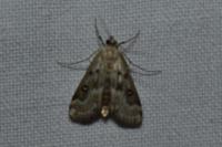 Parapoynx stratiotata