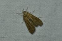 Parapoynx stratiotata