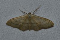 Idaea aversata