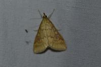 Ostrinia nubilalis