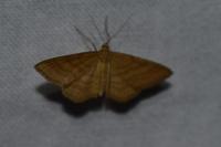 Idaea ochrata