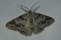 Pseudoterpna coronillaria