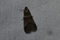 Acrobasis