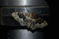Idaea rusticata
