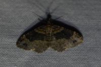 Xanthorhoe ferrugata