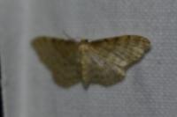 Idaea fuscovenosa