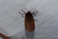 Phragmatobia fuliginosa