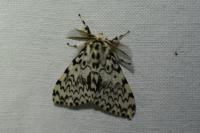 Lymantria monacha