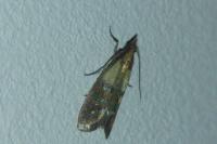 Plodia interpunctella